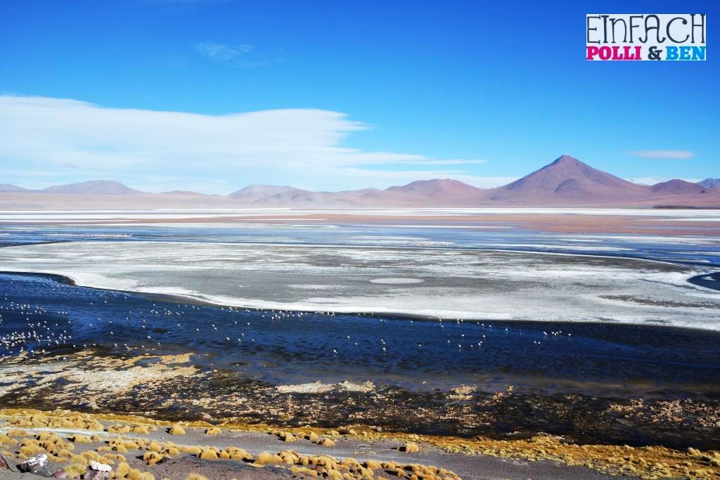 Lagune Flamingos Bolivien