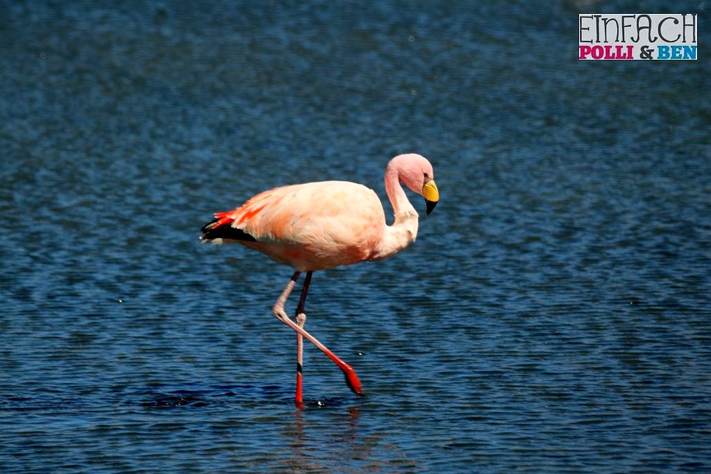Lagune Flamingo Bolivien