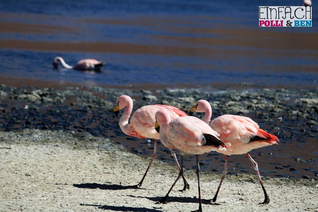 Flamingos an Lagune