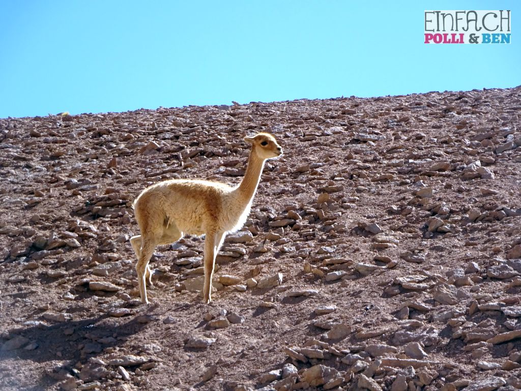 Natur Altiplano Tiere Uyuni
